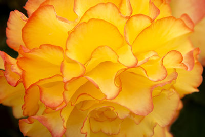 Close-up of yellow rose plant