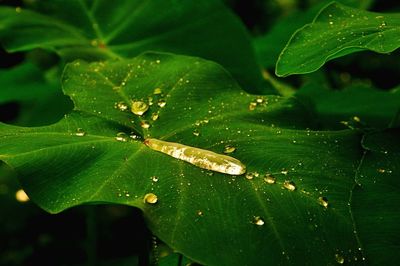 Close-up of insect on leaf