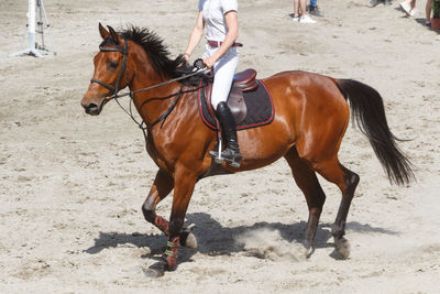 Low section of woman riding horse