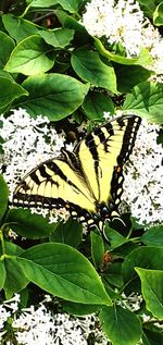 High angle view of butterfly on leaves