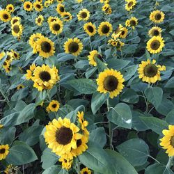 High angle view of yellow flowering plants