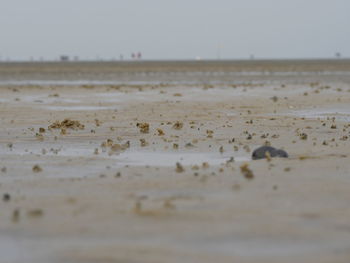 Close-up of beach against sky