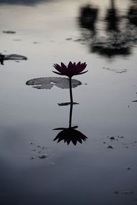 Close-up of lotus water lily in lake