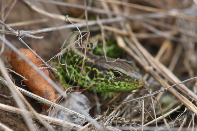 Close-up of a lizard on land