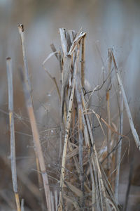 Close-up of dry plants on land