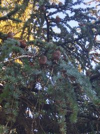 Low angle view of pine tree