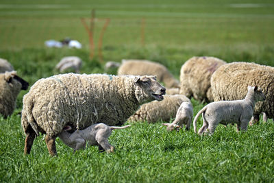 Sheep in a field