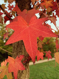 Close-up of maple leaves on plant