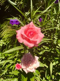 Close-up of pink rose blooming outdoors