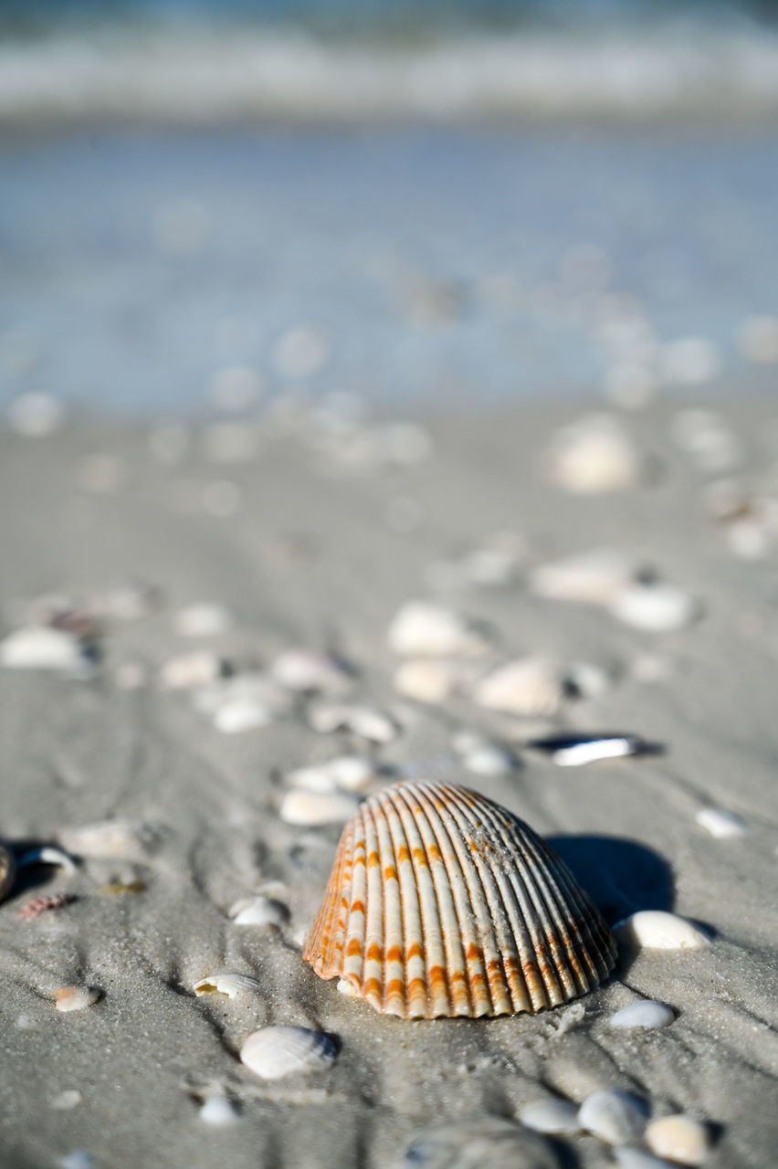 CLOSE-UP OF SHELLS ON BEACH