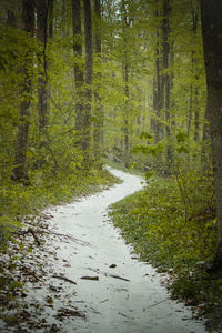 Stream amidst trees in forest