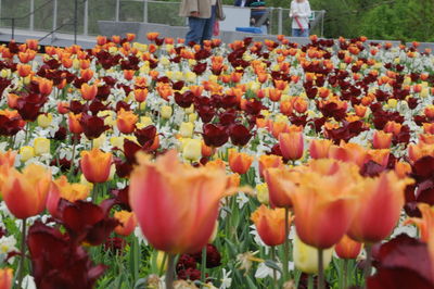 Close-up of flowering plants