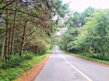 Road amidst trees in forest