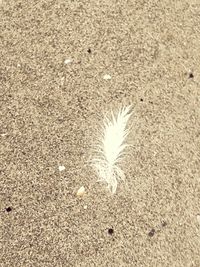 Close-up of sand on beach