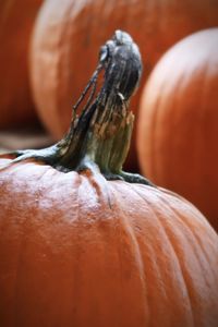 Pumpkins in autumn