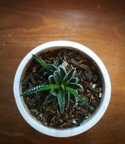 High angle view of potted plants on table