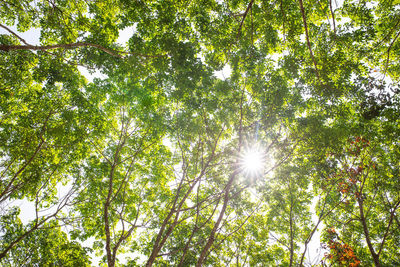 Low angle view of sunlight streaming through trees in forest