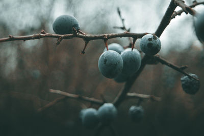 Close-up of berries growing on tree