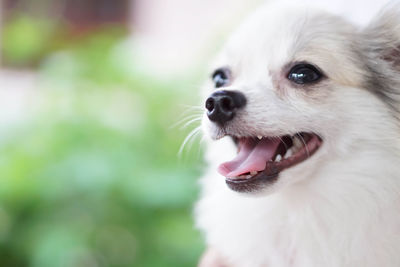 Close-up of dog looking away