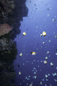 Low angle view of balloons in water