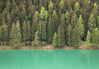 Scenic view of pine trees by lake