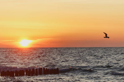 Seagull flying over sea during sunset