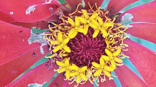 High angle view of flower bouquet