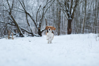 Dog running on snow covered land