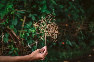 Hand holding plant
