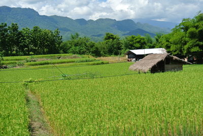 Scenic view of agricultural field against sky