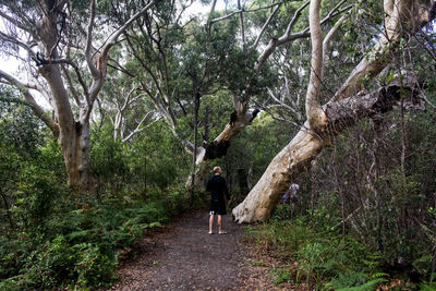 Tropical green forest with big tree