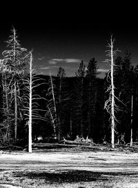 View of illuminated trees at night