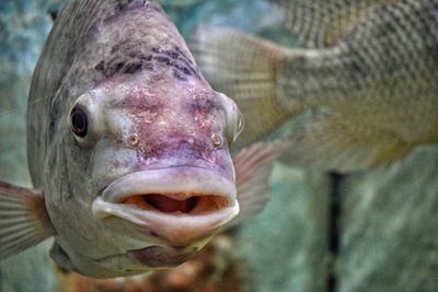 Close-up of fish