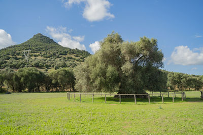 Trees on field against sky