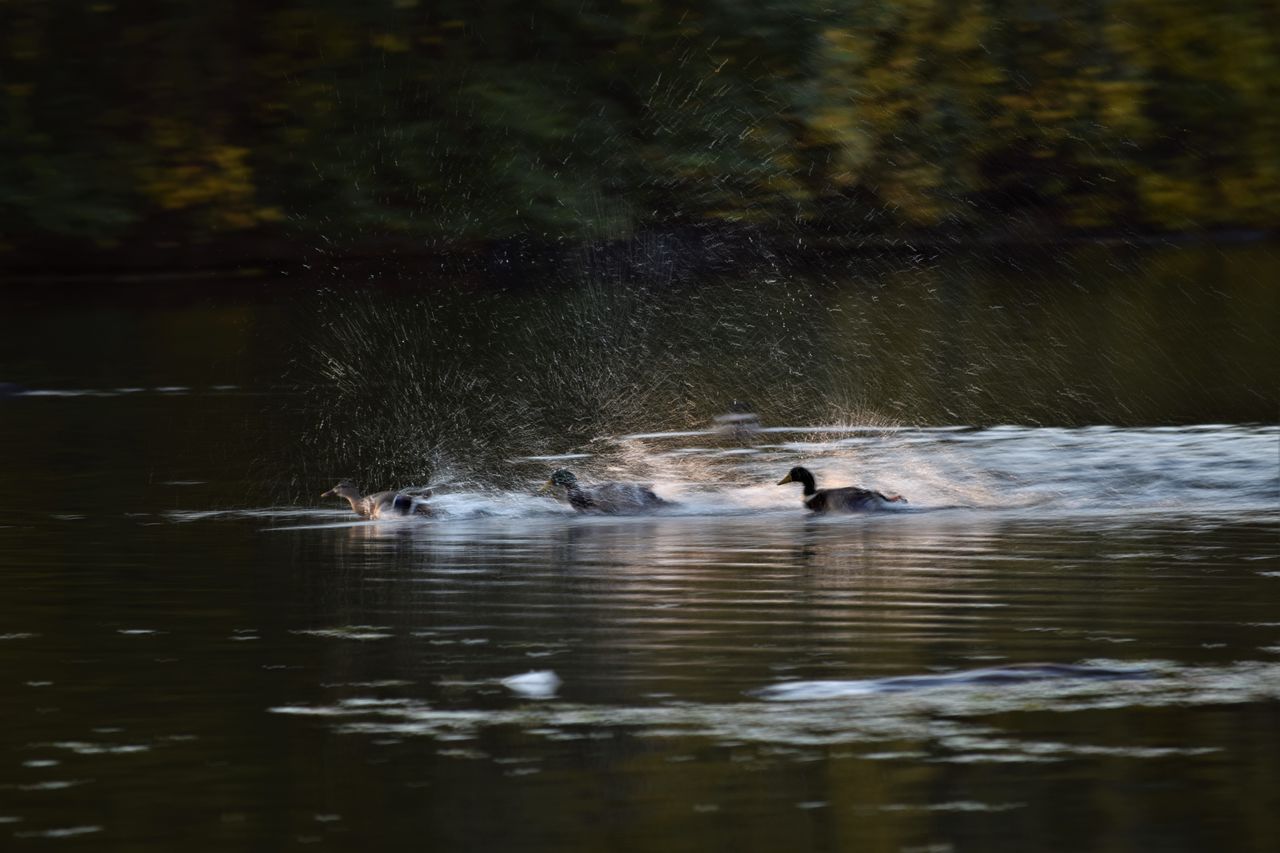 water, animal themes, animal, animals in the wild, animal wildlife, waterfront, lake, swimming, vertebrate, group of animals, bird, nature, motion, reflection, no people, day, beauty in nature, duck, outdoors, animal family