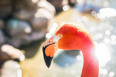 Close-up of bird in water