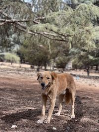 Portrait of a dog on ground