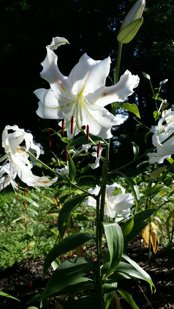 flower, white color, freshness, petal, growth, fragility, flower head, beauty in nature, leaf, blooming, nature, plant, white, in bloom, close-up, blossom, outdoors, sunlight, park - man made space, no people