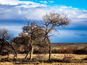 Bare tree on field against sky