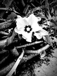 High angle view of flowering plant on field