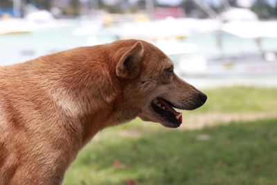 Close-up of dog sticking out tongue