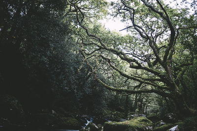 Trees in forest