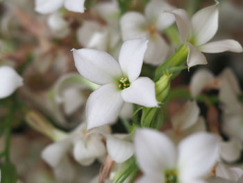 Close-up of white flowering plants