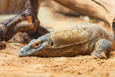 Komodo at komodo island