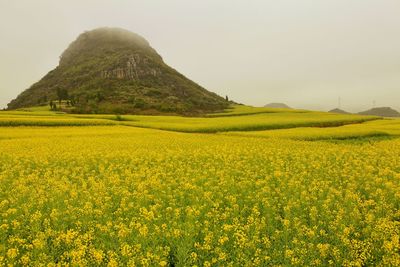 Scenic view of oilseed rape field against sky