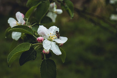 Close-up of white flowering plant