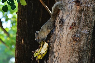Squirrel eating fruit on tree trunk