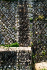 Plants growing on stone wall