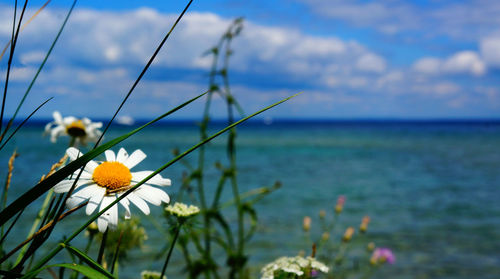 Close-up of flowers in sea