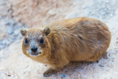 Close-up of rabbit